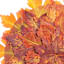 Maple Leaves Placemat, 18"