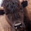 Ty Pennington Glass Framed Bison Print Wall Art, 26x38