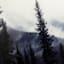 Ty Pennington Forest Canvas Wall Art, 24"