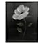 Providence Black Floral Canvas Wall Art, 16x20
