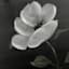 Providence Black Floral Canvas Wall Art, 16x20