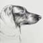 Providence Glass Framed Dog Sketch Print Wall Art, 22x18