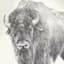 Ty Pennington Glass Framed Bison Print Wall Art, 26"