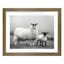 Honeybloom Glass Framed Sheep Print Wall Art, 22x18