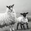 Honeybloom Glass Framed Sheep Print Wall Art, 22x18