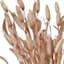Honeybloom Tan Bunny Tail Bush, 22"