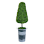 Topiary Cone Boxwood, 37"