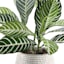 Honeybloom Striped Leaves in Ceramic Pot, 21.5"