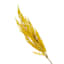 Mustard Yellow Pampas Grass Stem, 32"