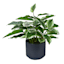 Potted Hosta Plant, 14.5"