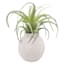 Ty Pennington Air Grass In Ceramic Pot, 6"