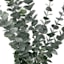 Tracey Boyd Eucalyptus in White Ceramic Pot, 19"
