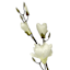 Willow Crossley White Magnolia Flower Branch, 32"