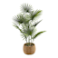 Palm Plant in Cement Pot, 31"