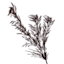 Crosby St. Maroon Pampas Grass Spray, 42"