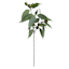 Willow Crossley Eucalyptus & Seed Spray, 32"