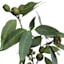 Willow Crossley Eucalyptus & Seed Spray, 32"