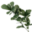 Willow Crossley Pittosporum Spray, 26"