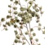 Willow Crossley Green Double Baby's Breath Floral Spray, 33"