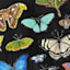 Glass Framed Butterfly Print Wall Art, 19x31
