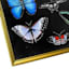 Glass Framed Butterfly Print Wall Art, 19x31
