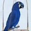 Glass Framed Parrot Print Wall Art, 13x17