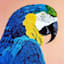 Parrot Canvas Wall Art, 12x16