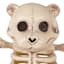 Teddy Bone Bear Skeleton with Wash, Large