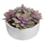 Honeybloom Purple Succulent in Ceramic Pot, 5"