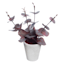 Honeybloom Red Eucalyptus in Pot, 8"