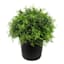 Potted Boxwood Plant, 15"