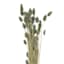 Dried Slate Blue Phalaris Stem Bundle, 28"
