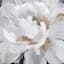Providence Floral Canvas Wall Art, 30"