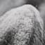 Ty Pennington Bison Grazing Canvas Wall Art, 12x36