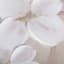 Providence Soft White Blossoms Canvas Wall Art, 48x24