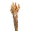 Yellow Bunny Tails Bunch, 24"