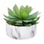 Succulent in Ceramic Pot, 5"