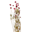 Willow Crossley Purple Globe Amaranth Floral Spray, 2oz