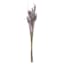 Lavender Star Grass Bundle, 30"