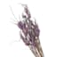 Lavender Star Grass Bundle, 30"