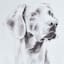 Providence Dog Canvas Wall Art, 11x14