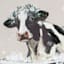 Cow in Tub Canvas Wall Art, 12"