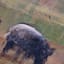 Honeybloom Sheep Canvas Wall Art, 36x24