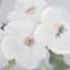 Providence Floral Canvas Wall Art, 24"