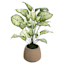 Taro Leaf in Pot, 21"