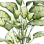 Taro Leaf in Pot, 21"