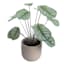 Calathea Plant in Pot, 11"