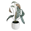 Begonia Leaf Plant in White Pot, 16"