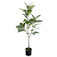 Rubber Leaf Plant in Green Pot, 44"