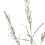 Green Dried Heather Spray, 33"